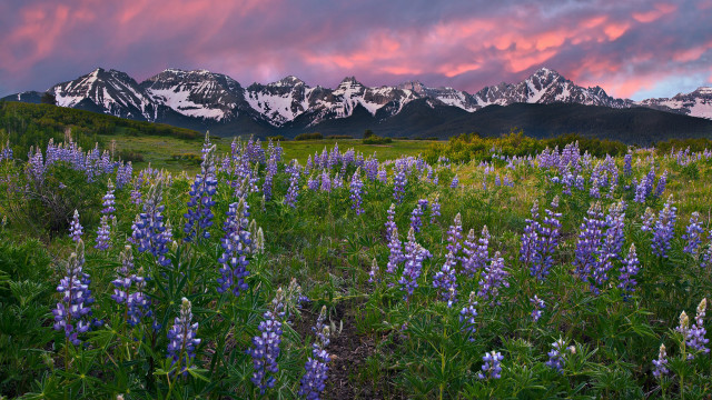 Wildflowers mountains pink sky clouds free wallpaper for desktop - medium preview image