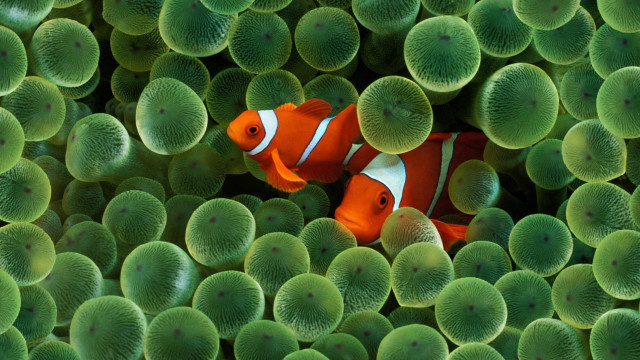 Clown fish green sea anemones #5 free wallpaper for desktop - medium preview image