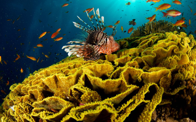 Lionfish coral reef ocean fish #4 free wallpaper for desktop - medium preview image