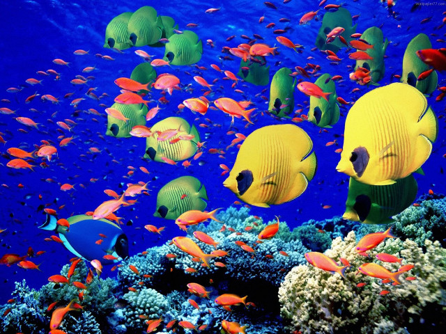 Fish swimming ocean coral reef #5 free wallpaper for desktop - medium preview image
