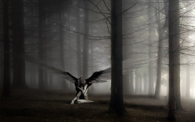 Bird flying forest foggy day free wallpaper for desktop - medium preview image