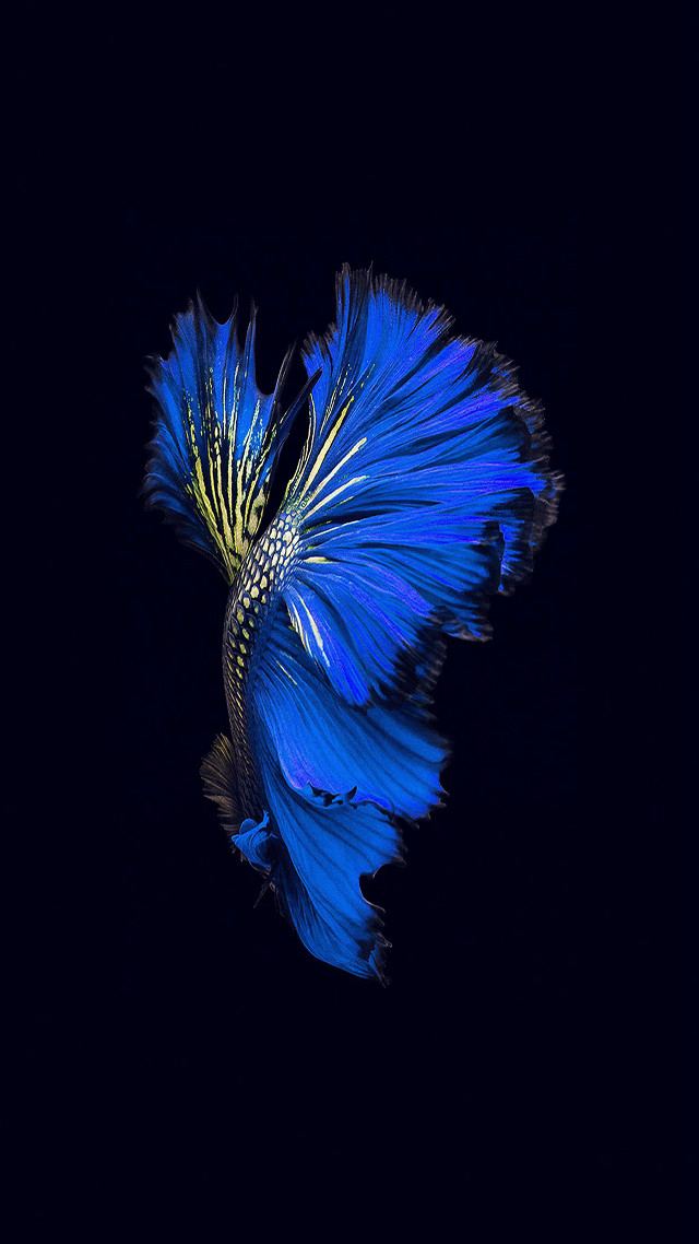 Blue fish yellow tail black free wallpaper for mobile - medium preview image