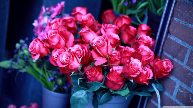 Red roses blue vase flower free wallpaper for desktop - medium preview image
