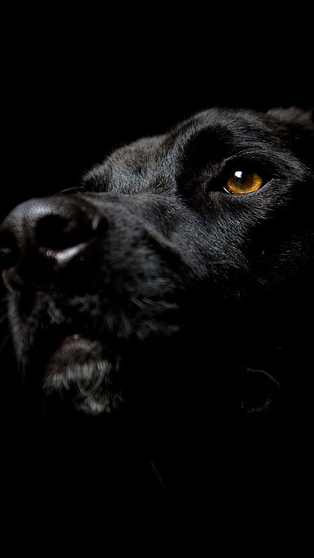 Black dog yellow eye looking free wallpaper for mobile - medium preview image