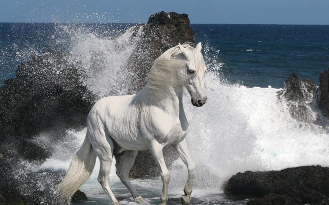 White horse running water cliff free wallpaper for desktop - medium preview image