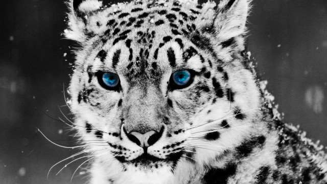 Snow leopard blue eyes nightsky free wallpaper for desktop - medium preview image
