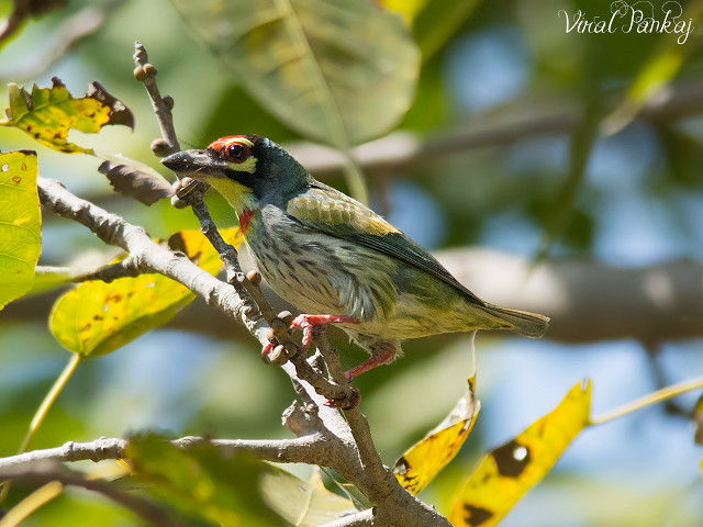 Bird branch bug leaf blue free wallpaper for desktop - medium preview image