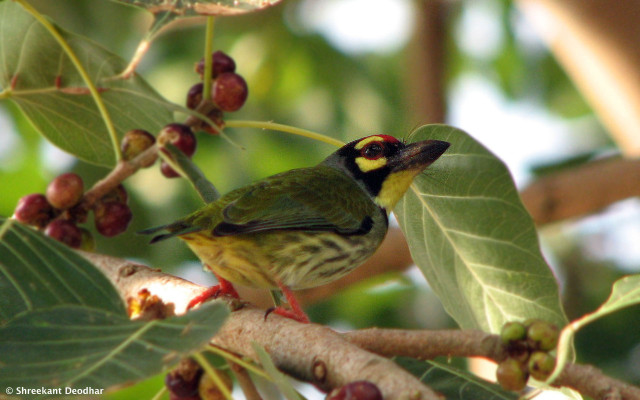 Small bird branch berries leaves free wallpaper for desktop - medium preview image