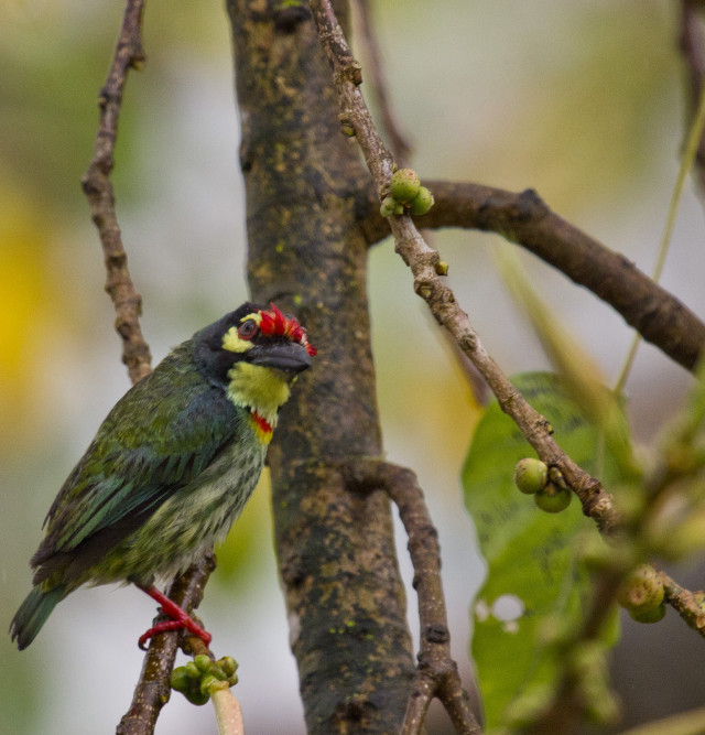 Red head bird sitting branch #2 free wallpaper for tablet - medium preview image