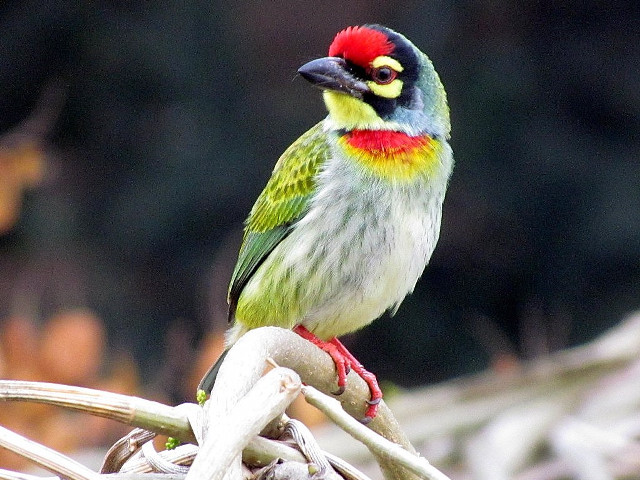 Colorful bird perched branch forest #2 free wallpaper for desktop - medium preview image