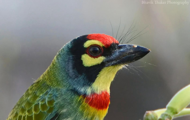 Colorful bird perched branch blurry free wallpaper for desktop - medium preview image