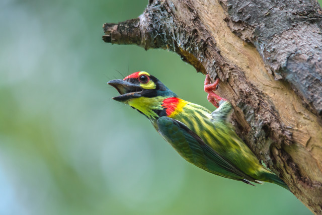 Colorful bird perched branch open free wallpaper for desktop - medium preview image
