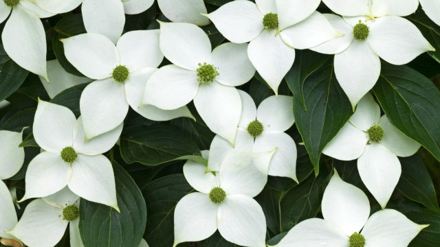 White flowers green leaves floral free wallpaper for desktop - medium preview image