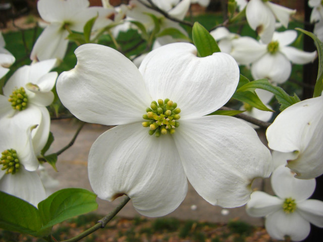 White flower branch bokeh macro #4 free wallpaper for desktop - medium preview image