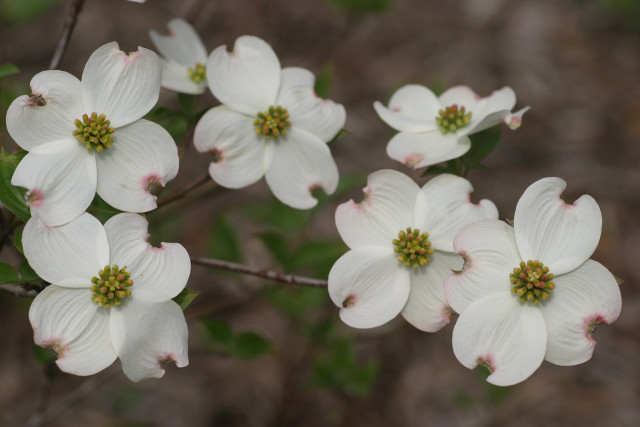 White flowers green leaves woods free wallpaper for desktop - medium preview image