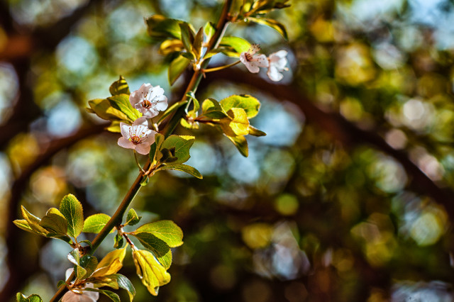 Branch flowers leaves sunlight blurry free wallpaper for desktop - medium preview image