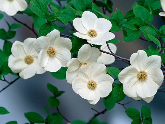 White flowers tree branch green free wallpaper for desktop - medium preview image