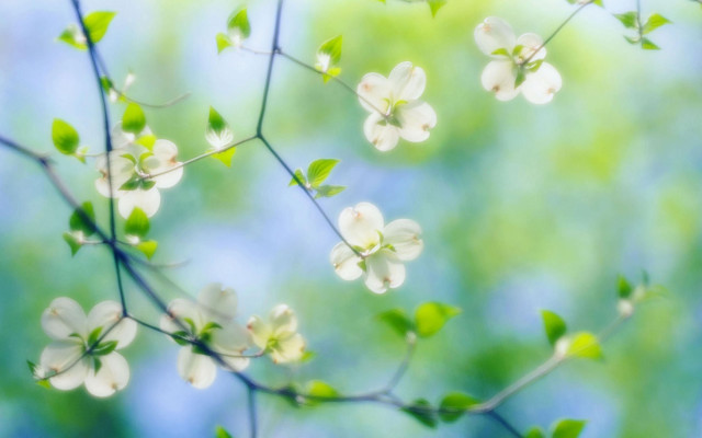 Branch white flowers green leaves #13 free wallpaper for desktop - medium preview image