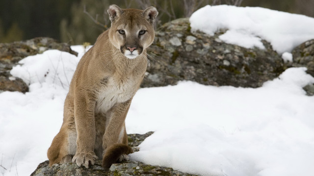 Mountain lion sitting rock snow free wallpaper for desktop - medium preview image