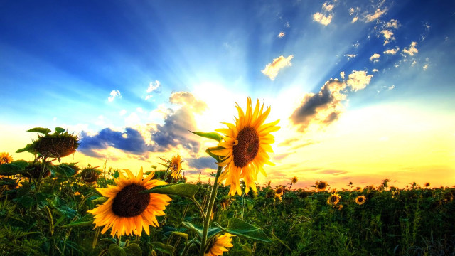 Sunflower field sunshine clouds background #2 free wallpaper for desktop - medium preview image