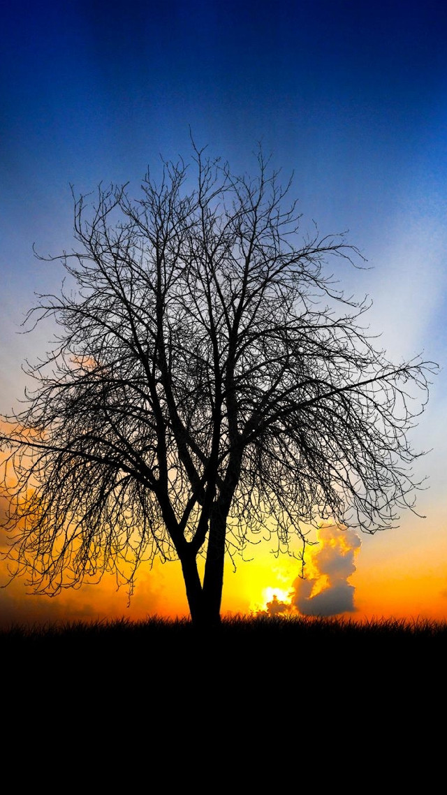 Bare tree sunset field blue free wallpaper for mobile - medium preview image