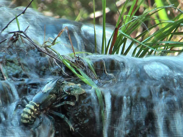 Frog rock stream grass plant free wallpaper for desktop - medium preview image