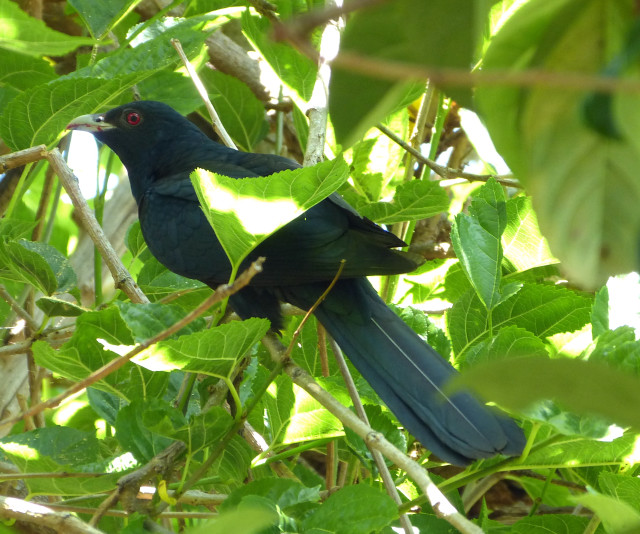 Black bird branch tree leaves #2 free wallpaper for desktop - medium preview image