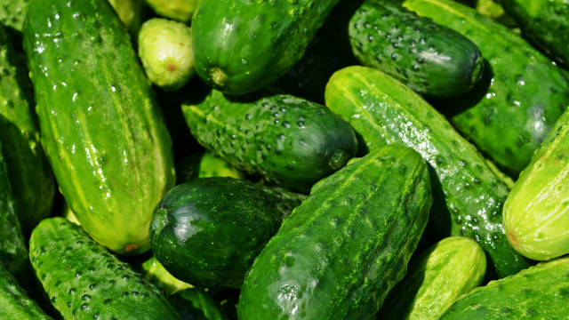 Cucumbers water droplets green leaves free wallpaper for desktop - medium preview image