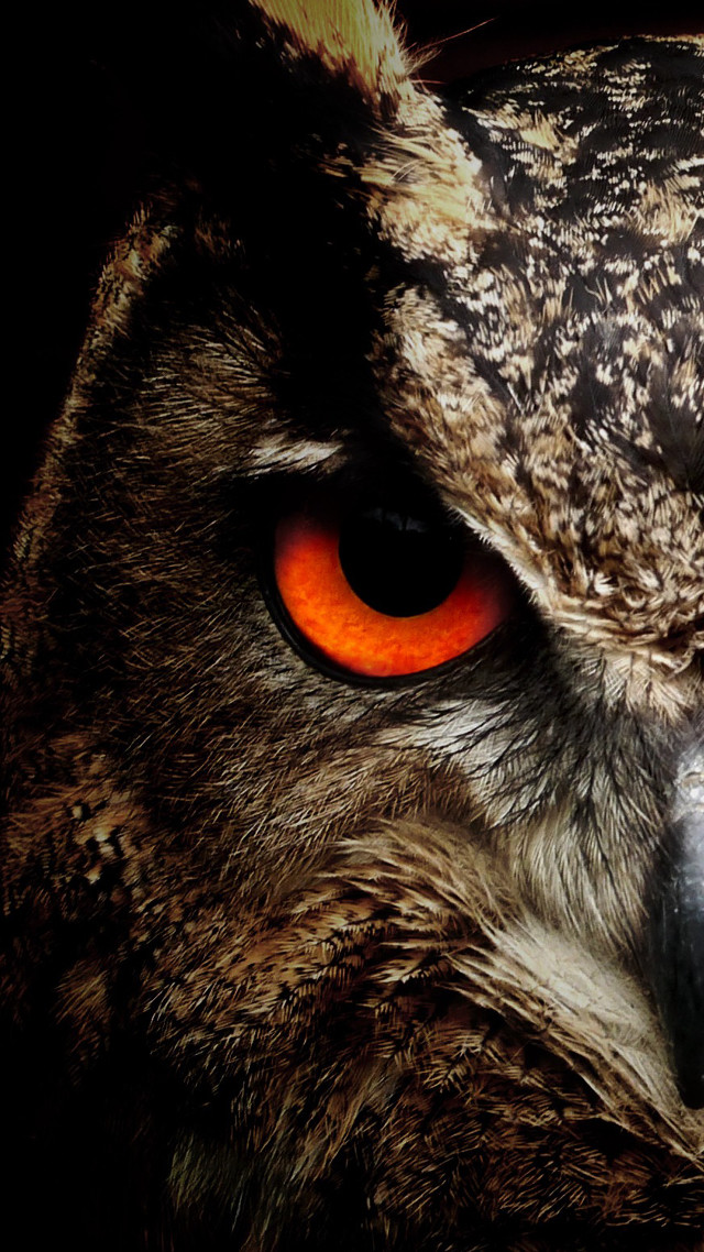 Owl orange eyes black background #4 free wallpaper for mobile - medium preview image