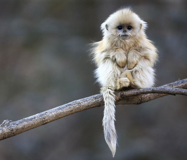 Small monkey on branch microscopic free wallpaper for desktop - medium preview image