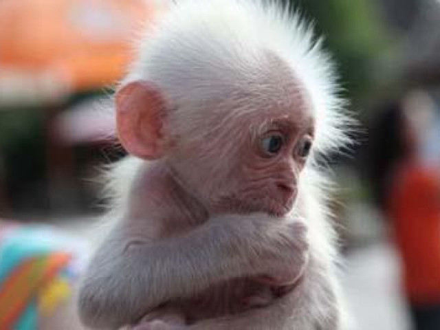 Small white monkey lap arms free wallpaper for desktop - medium preview image