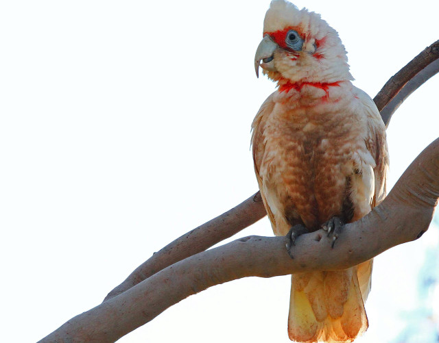 Red head bird tree branch #2 free wallpaper for desktop - medium preview image