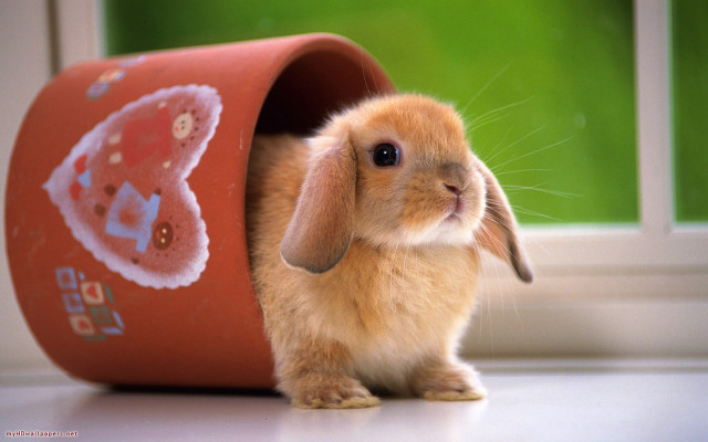 Small rabbit red box sticker free wallpaper for desktop - medium preview image