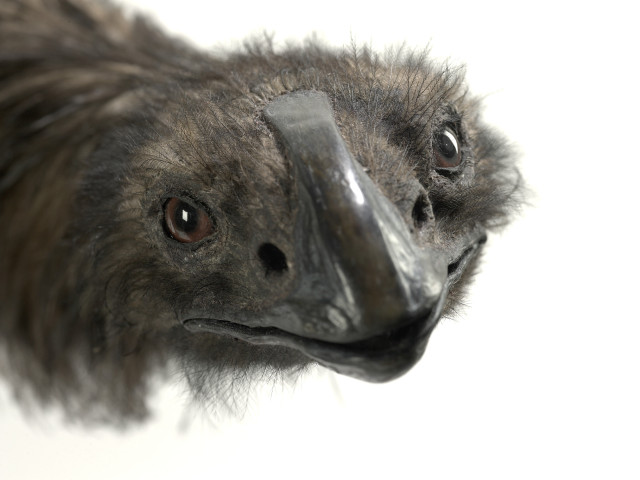 Bird closeup long beak nose free wallpaper for desktop - medium preview image