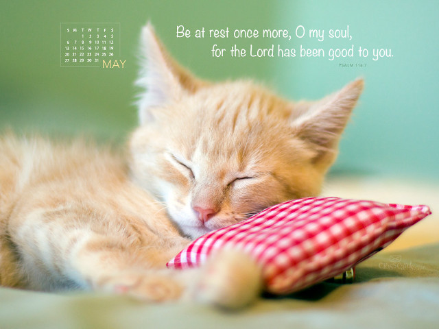 Kitten sleeping pillow quote be free wallpaper for desktop - medium preview image