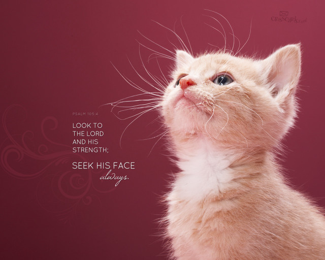 Kitten looking up sky quote free wallpaper for desktop - medium preview image