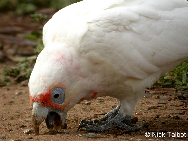 White parrot red beak dirt free wallpaper for desktop - medium preview image