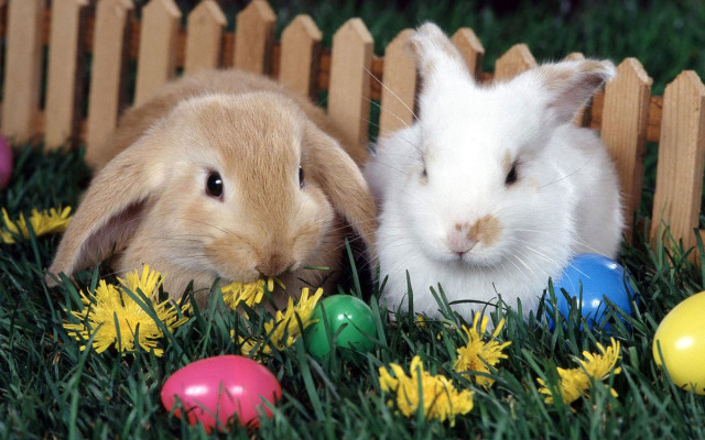 Rabbits easter eggs flowers grass free wallpaper for desktop - medium preview image
