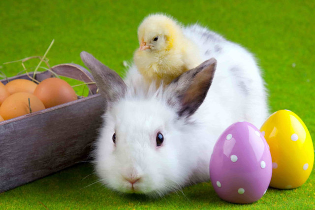 White rabbit basket eggs chicken free wallpaper for desktop - medium preview image