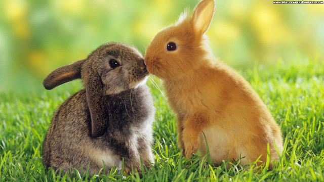 Rabbit kissing noses grass image #5 free wallpaper for desktop - medium preview image