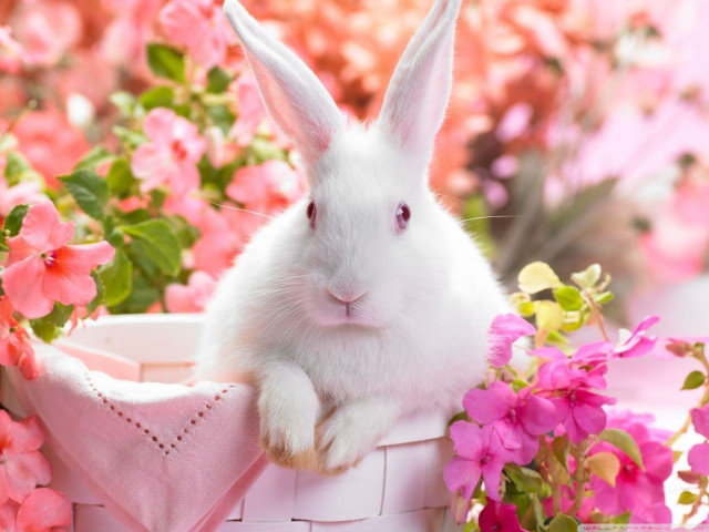 White rabbit basket pink flowers #5 free wallpaper for desktop - medium preview image