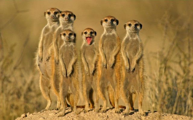 Meerkats hill mouths open group #2 free wallpaper for desktop - medium preview image