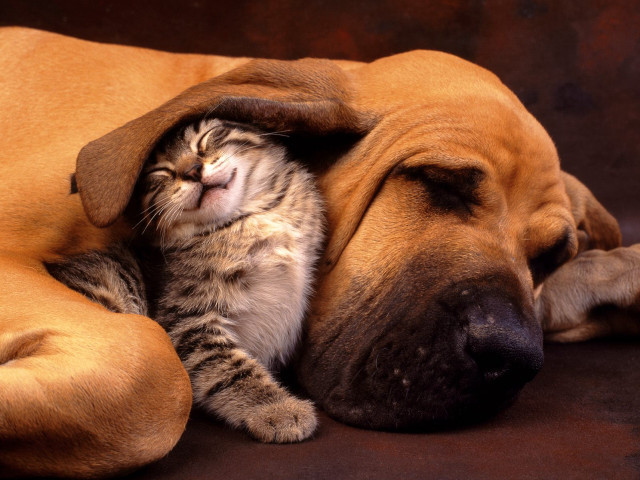 Cat dog sleeping together on #2 free wallpaper for desktop - medium preview image