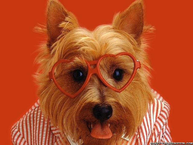 Dog glasses shirt tie red free wallpaper for desktop - medium preview image
