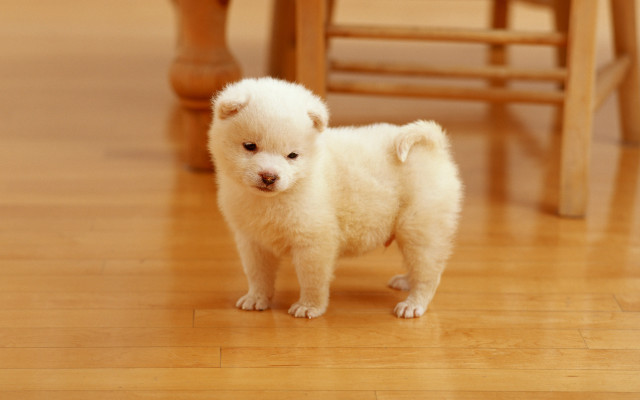 Small white dog wooden floor #3 free wallpaper for desktop - medium preview image