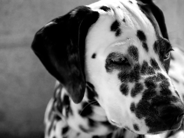 Dalmatian sad dog spots face free wallpaper for desktop - medium preview image