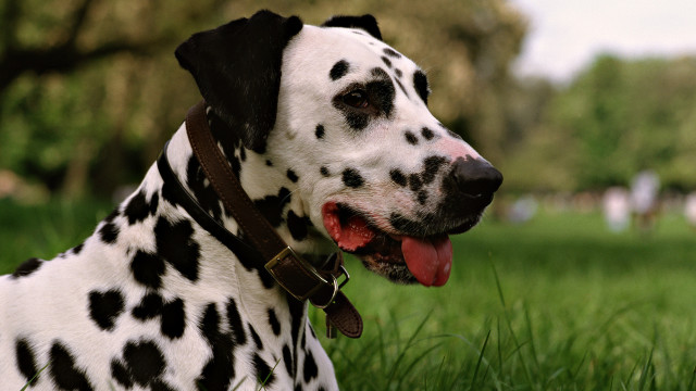 Dalmatian dog black white spot free wallpaper for desktop - medium preview image