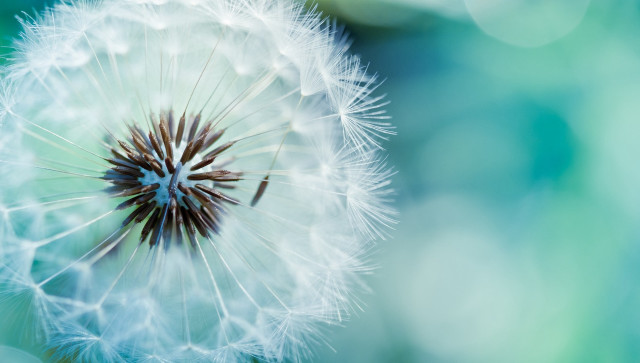 Dandelion macro night sky fireworks free wallpaper for desktop - medium preview image