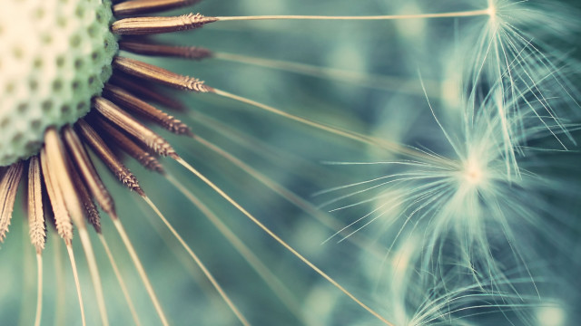 Dandelion blurry background seeds leaves free wallpaper for desktop - medium preview image