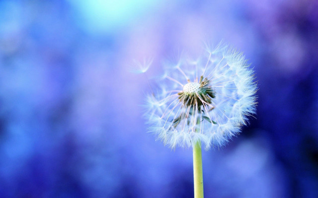 Dandelion macro magical realism night free wallpaper for desktop - medium preview image